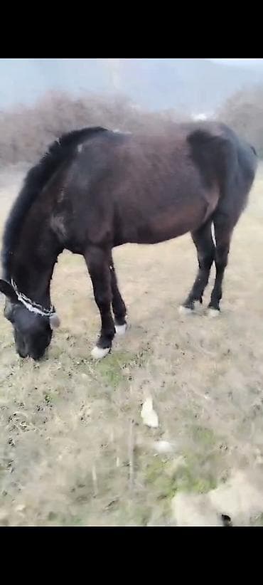 bala atlar: Erkəkdi 2yaşın tamam edib yorğadı sakit heyvandır — 5