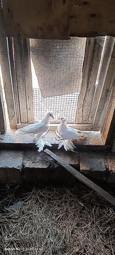 Cütü 55m Erkek mayadi iri lələklidiler