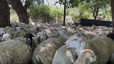 qoç əti: Südəmər qoyunlar – süd istiqamətli sürü - Süd verimi yüksək, iri — 7