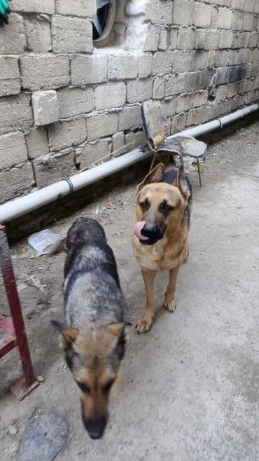 немецкие овчарки щенки купить: Немецкая овчарка, 1 месяц, Самец — 2