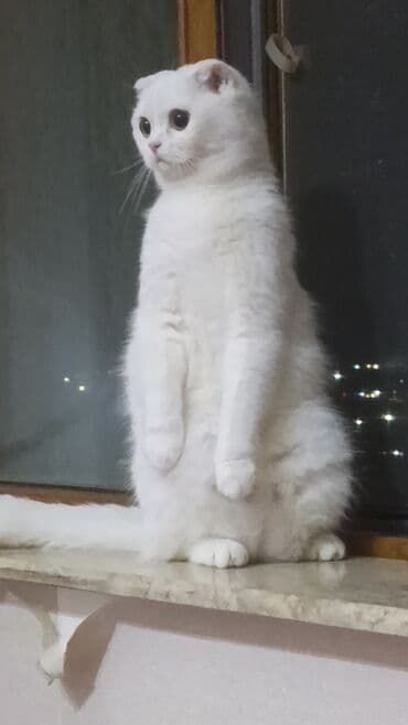 pişim: Şotland, Dişi, Yaxşı əllərə, Ünvandan götürmə, Rayonlara çatdırılma, Pulsuz çatdırılma — 5