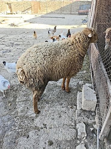 hissar qoyunu: Damazliga yararli qocdu. 1 yas 3ayliqdi. aktiv qocdu. 66kq diri cekisi — 2