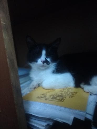 lelekli heyvanlar: Pişik satılmır qara şəhərdə pişiyim itibdir tapana 10,20₼ pulverəgəm — 1