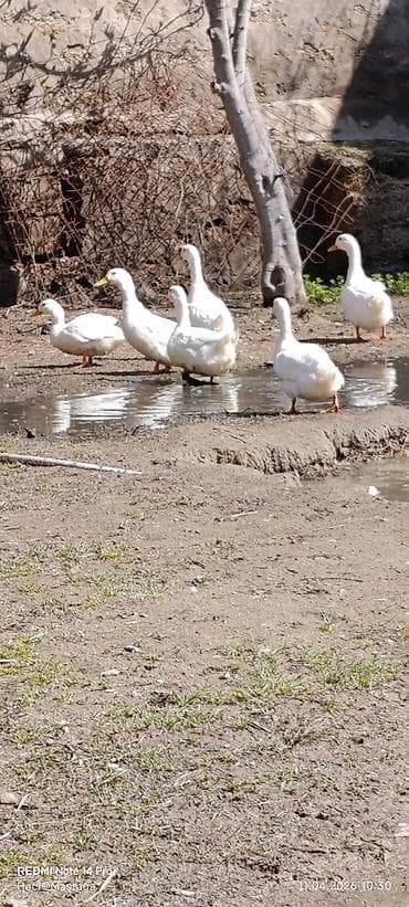lal ördəy: Ağ ev ördəkləri sürüsü 14 ədəd Pekin kuban ördekleri satılır 6 aylıq — 2