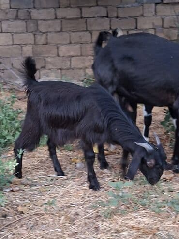 sort keciler: Dişi, Hələb, il: 2, Damazlıq, Ünvandan götürmə — 5