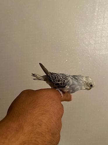 sabuncu heyvan bazari: Saglam quslardi elde dururlar birazda mesgul olsan tam orgetmek olar — 5