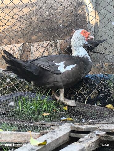 Pişiklər: Heyvanlar damazliq saglam heyvanlardi kecen ilki heyvanlardi 4.5 4 — 4