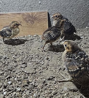 az.siberian: Gizili girgovul çüçəsi biri 15 az — 3