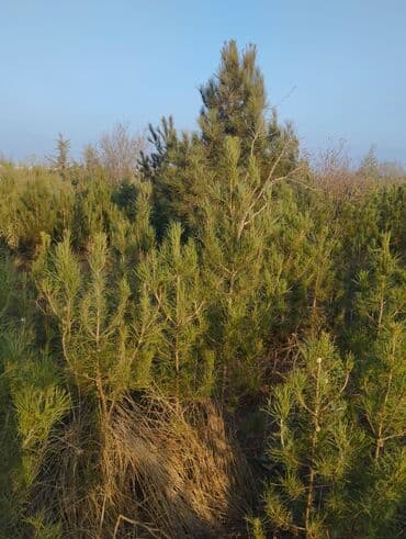 ağaclar: Satılır: iynəyarpaq şam ağacları (fidanlar) - Növ: Şam (Pinus) – — 3