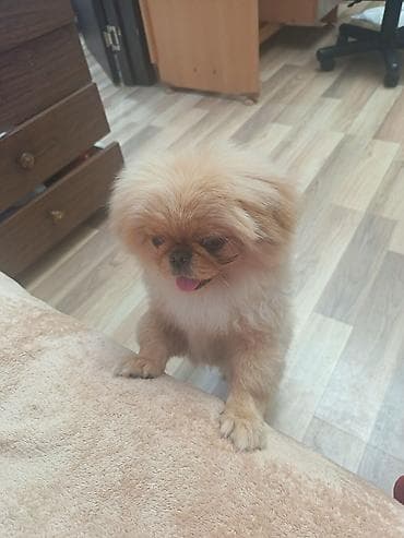 pekinis it: Pekines, 5 ay, Erkek, Peyvəndli, Ünvandan götürmə — 5