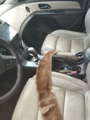 женские шубы с воротником: Məhsul: Norka xəz yaxalıq - Material: norka (samt kimi yumşaq, sıx və — 4