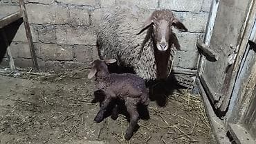 Birinci qarına ana-bala satılır kurdexanidadi heyvan. Qoyunun arxa sol