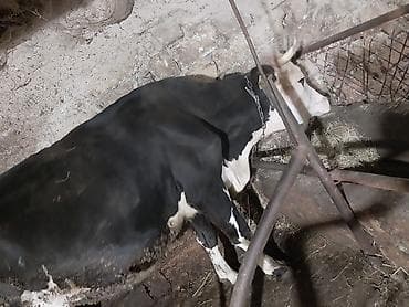mal bazarı: Südçülük üçün inək və buzov dəsti - Cins: qara‑ağ alaca südlük — 2