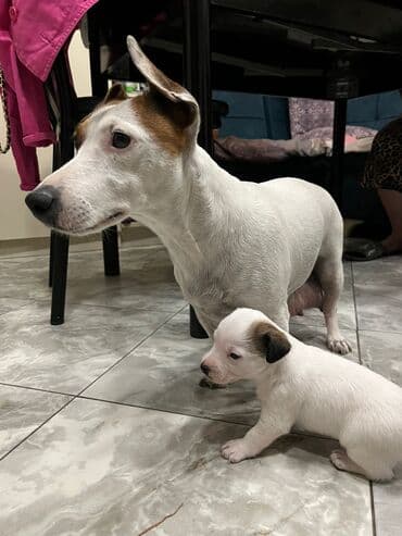 собака цена: Cek rassel teryer, 1 ay, Ünvandan götürmə — 1