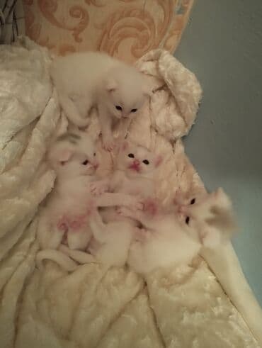 сфинкс кошка цена: Шотландская, Самец, Самка, В добрые руки, Самовывоз — 1