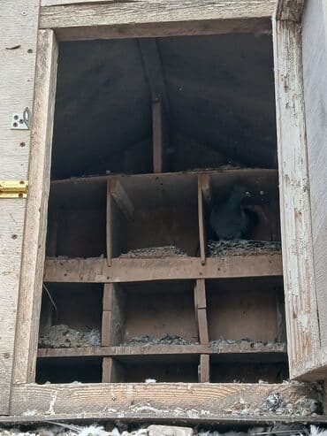 göyərçin yuvaları: Taxta göyərçin yuvası/loftu - Material: qalın kontrplak və sinklənmiş — 1