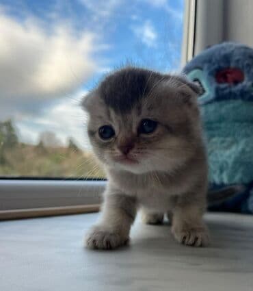 azeri it adlari: Britan — 9