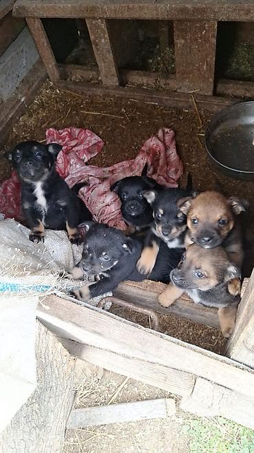 itle: Peyvəndli — 4