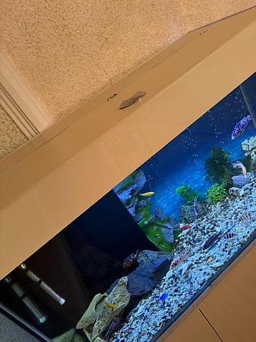 teleskop baliq: . Salam.Akvarium altligilə birlikdə satilir Uzunlugu 1.20 Eni 50 — 8