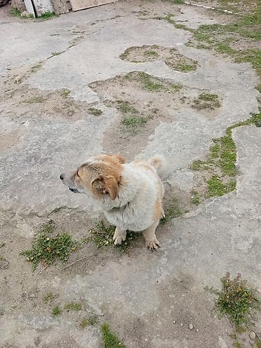 taksa iti satilir: 9 ay, Erkek, Peyvəndli, Ödənişli çatdırılma — 6