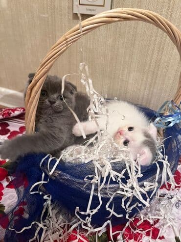 it pişik: Şotland yastı qulaq — 12