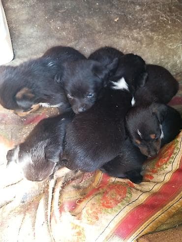 bala itlerin satisi: Ünvandan götürmə — 2