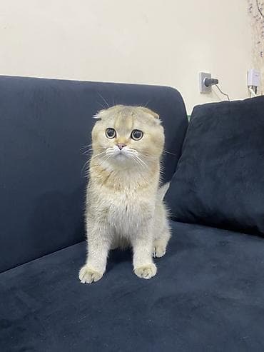 sotlant pisiyi: Şotland yastı qulaq, Erkək, Ünvandan götürmə — 6