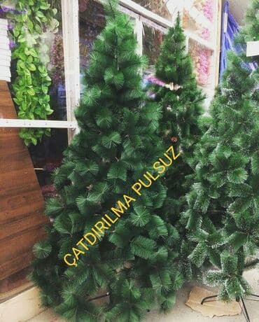 çinar ağacı: Sifarisle eve getiririk Çatdırılma pulsuz whatsapp aktivdir 🌲🌲🌲1.80sm — 1