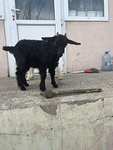 Hinduşkalar: Hələp cinsidə var orjinal saninlərdə var yerri cinslərdə var bir — 2