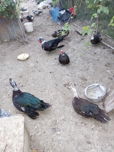 Gəmiricilər: Ördəklər — 2