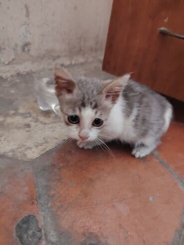 bala pişik adları: Yaxşı əllərə — 8