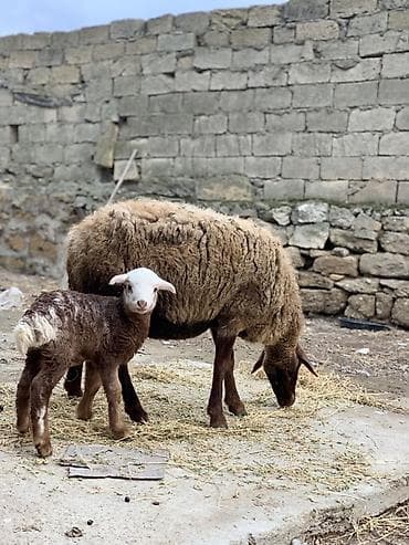 pitbull tap az: Ana Bala qoyun satılır sağlam heyvandı — 2