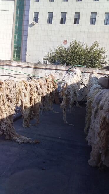 yun satışı: Yun satişi satışda yuyulmuş şamaxı yunu var qiymətlər keyfiyyətə — 21