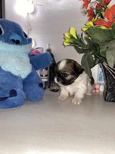 ev itiləri: Məhsul: Pekines balaları - Yaş: 60 günlük - Cins: Pekines - Rənglər — 6