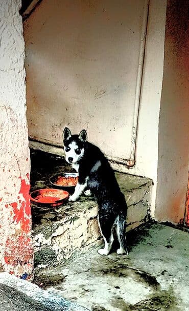 Xaski, 2 ay, Erkek, Peyvəndli, Ünvandan götürmə