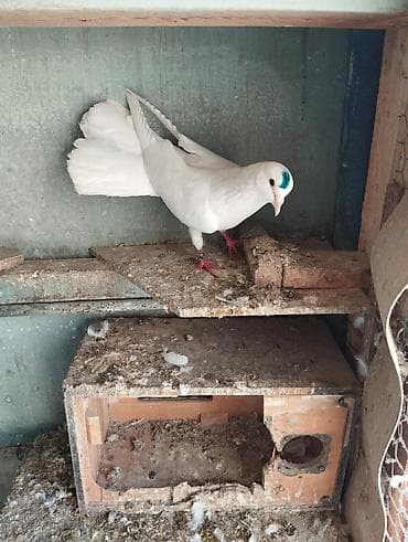 sarı quş: 19 tük erkey uzun stoykali heyvandi — 1