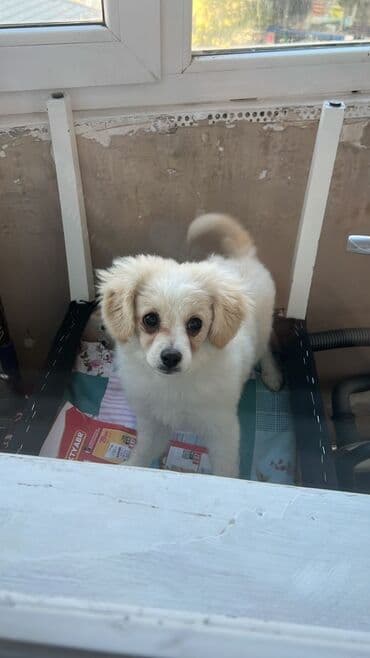 avcarka balası: Sevimli balaca it – ağ rəngli, krem qulaqlı, uzun tüklü və yumşaq xəzə — 2