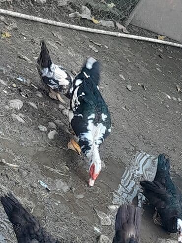 bakıda cucə satışı: Erkək, | Lal ördək, Damazlıq, Ünvandan götürmə — 3