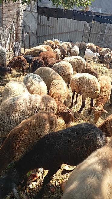 qoyun derisi: Qoyun və keçi sürüsü satılır - Növ: yerli ətlik-yunlu qoyunlar və — 1