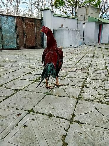 Aseel tipli uzunboylu xoruz 12 aylıq 8 aylıq 10 aylıq.tam sağlam 60 m