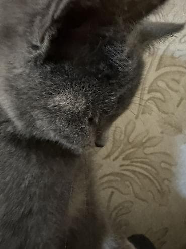 xaski it sekilleri: Yaxşı əllərə — 3