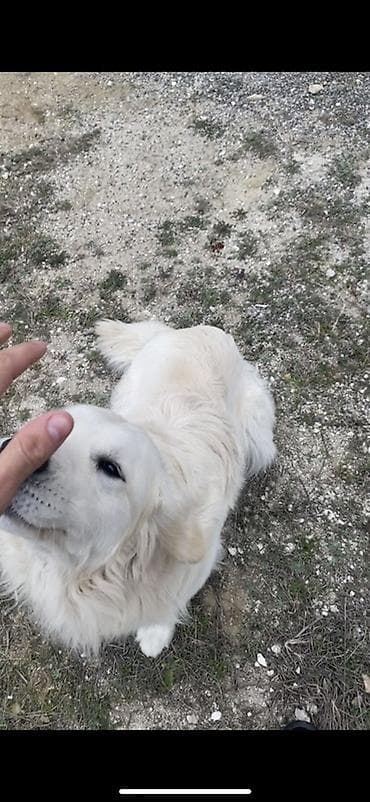 Başqa xidmətlər: Retriver temiz Ev itidir dil kamanda bilir oynamagi sevir remensiz — 9