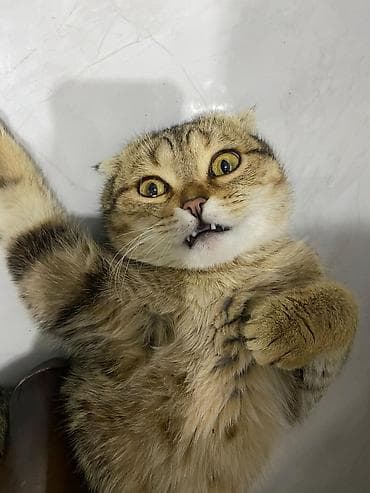 siyam pisiyi: Şotland, Erkək, Yaxşı əllərə, Ünvandan götürmə, Ödənişli çatdırılma — 2