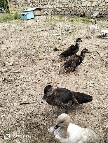 tovuz quslari: Zümrüd krasnodar macar mirvari balaları 2 aylidilar Xüsusiyyətlər: - — 2