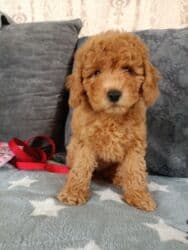 той пудель цена: Пудель, 2 месяца, Самка, С родословной, Самовывоз — 1