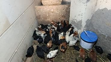 kənd cuceleri: Toyuq cücələri, Ətlik — 3