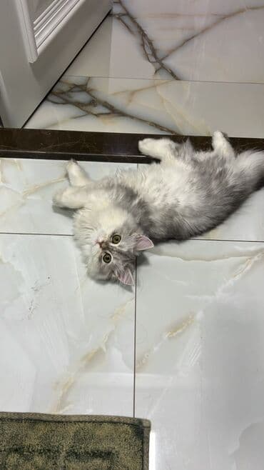 Şinşilla, Dişi, Yaxşı əllərə