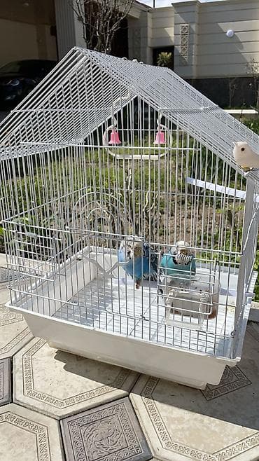 Cüt quşlardı 2 si birlikde qefes daxil 45 azn son qiymetdir biri erkek lalafo.az -da Cüt quşlardı 2 si birlikde qefes daxil 45 azn son qiymetdir biri erkek