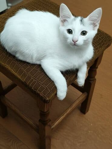 ən ucuz pişiklər: Van, Dişi, Yaxşı əllərə — 16