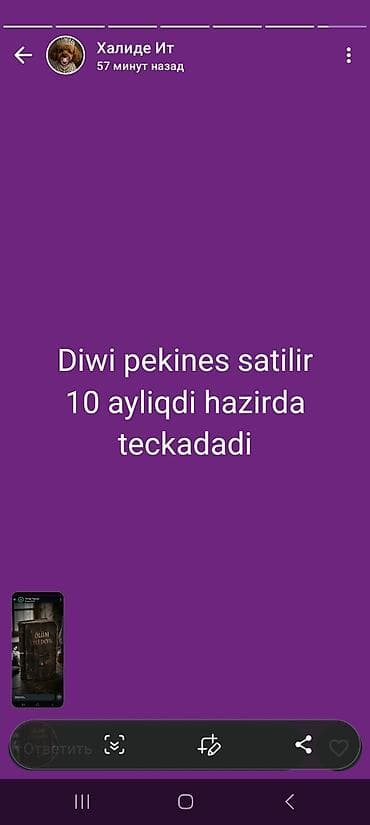 bakida it barinagi: Pekines, 10 ay, Dişi, Peyvəndli — 3